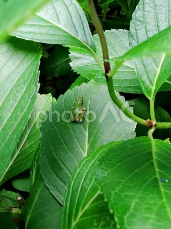 紫陽花の葉と蛙 あじさい,カエル,アマガエルの写真素材