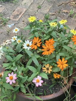 カラフルなコスモス カラフルなコスモス 花,植物,かわいいの写真素材