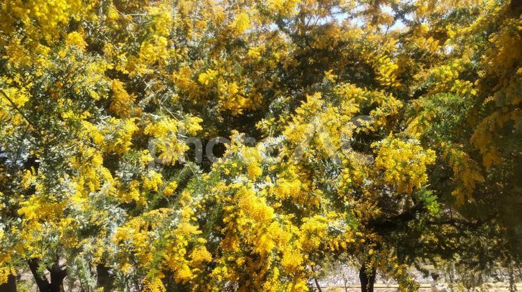 ミモザ ミモザ,黄色い花,友情の写真素材
