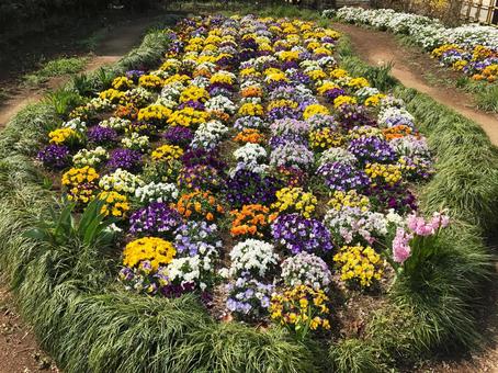 色とりどりな花壇 花壇,パンジー,ビオラの写真素材