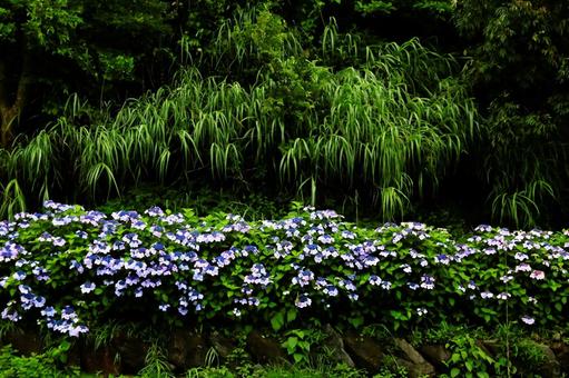 安城岬公園の草花 安城岬公園の草花の写真