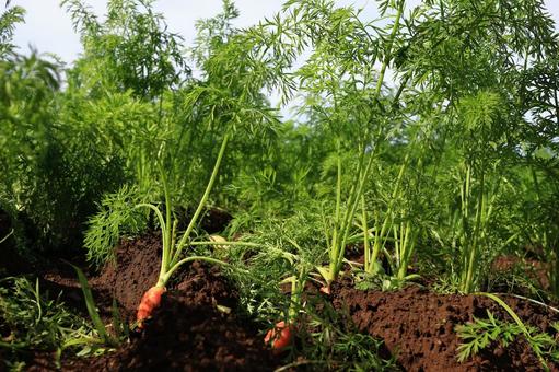 オーガニック・キャロット にんじん,ニンジン畑,畑の写真素材