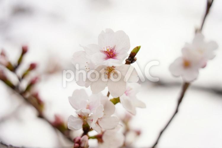 待ち遠しかった桜 さくら,サクラ,桜の写真素材