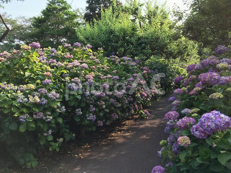 紫陽花の小径 あじさい,紫陽花,アジサイの写真素材