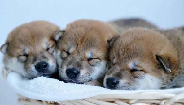 身を寄せ合って眠る柴犬の子犬 豆柴 身を寄せ合って眠る柴犬の子犬 豆柴の写真