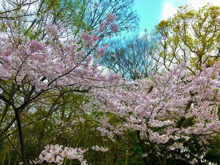 桜[2]の写真