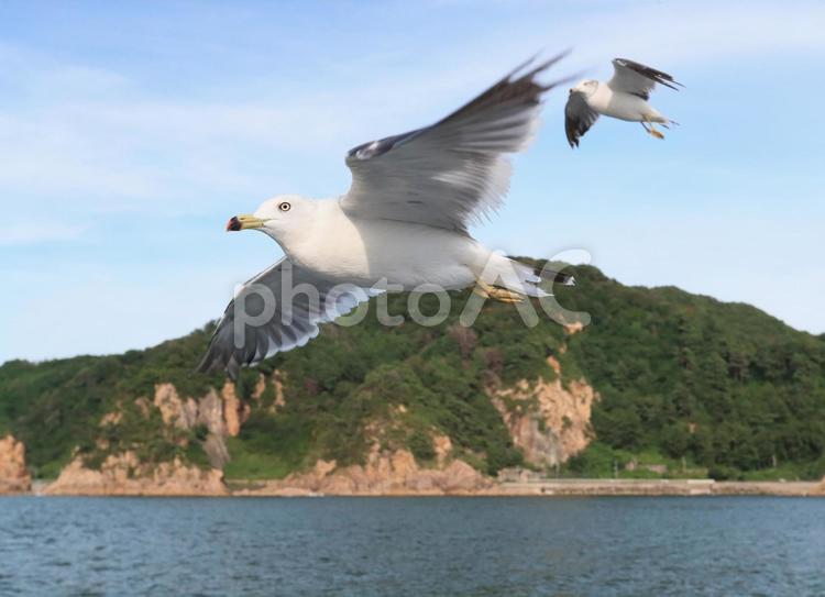 ウミネコ　笹川流れに舞う ウミネコ,海猫,鳥の写真素材