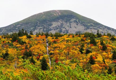 八甲田山に続く紅葉の階段 八甲田山に続く紅葉の階段 秋,紅葉,黄葉の写真素材