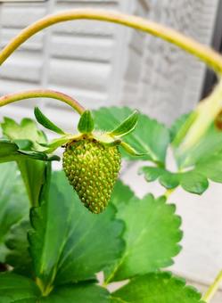 熟していない緑の苺（縦） 苺,実っていない,未熟の写真素材
