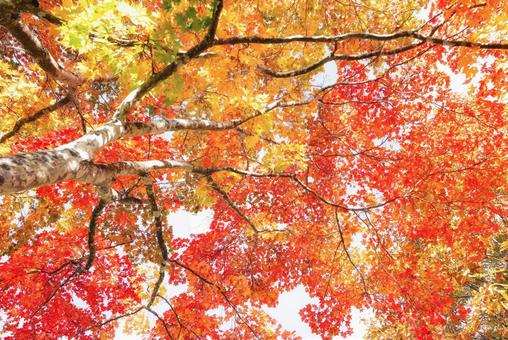 北海道の紅葉の写真