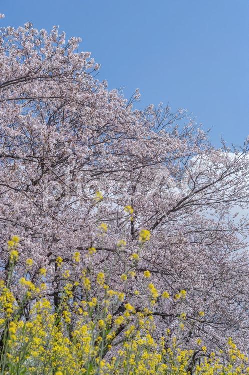 桜と菜の花 桜,春,花見の写真素材