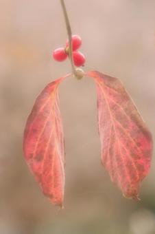 ソフトなイメージの紅葉 紅葉,赤い実,ソフトの写真素材