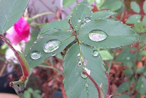 葉につく水滴の写真