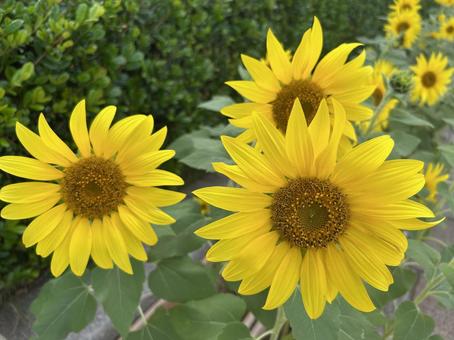 向日葵２ ひまわり,フラワー,黄色の写真素材