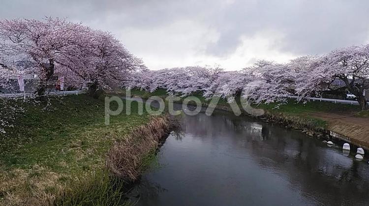 秋田市太平川桜風景1 秋田市太平川桜,太平川,桜と川の写真素材
