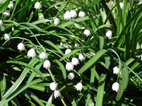 スノーフレークの白い花の写真