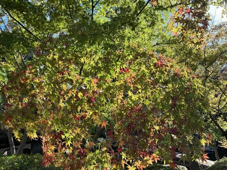 初紅葉 初紅葉,もみじ,紅葉の写真素材