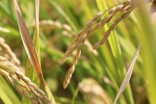 お米 お米,米,新米の写真素材