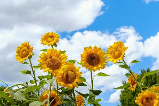 夏空に咲き誇るひまわり 夏空に咲き誇るひまわり 向日葵,花,花びらの写真素材