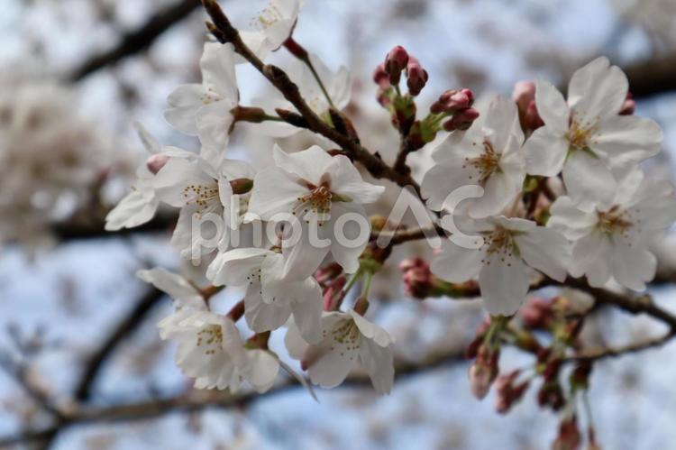 5分咲きの桜 桜,サクラ,京都の写真素材