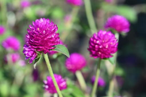 近所の庭に咲いた千日紅の花 近所の庭に咲いた千日紅の花の写真