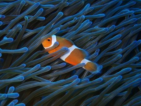 カクレクマノミ カクレクマノミ 魚,海,風景の写真素材
