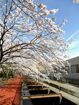 用水路に覆い被さる街中の桜の木々 用水路に覆い被さる街中の桜の木々 サクラ,木,植物の写真素材