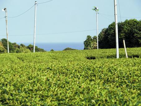茶畑と空と海 茶畑と空と海の写真