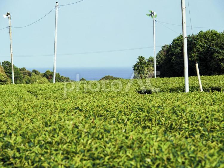 茶畑と空と海 茶畑,お茶っ葉,葉っぱの写真素材