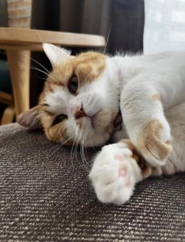 猫 猫の写真