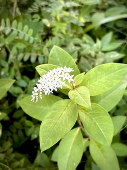 虎の尾 06 虎の尾 06 丘虎の尾,オカトラノオ,花の写真素材