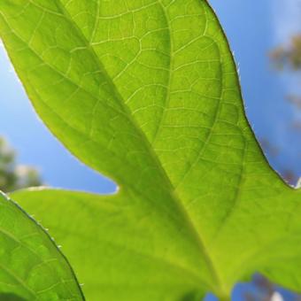 アサガオ(朝顔) アサガオ(朝顔) アサガオ,朝顔,花の写真素材