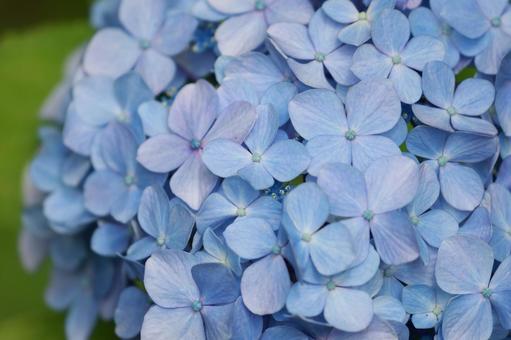 紫陽花 紫陽花,装飾花,水色の写真素材