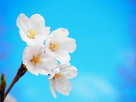 桜15 桜15の写真