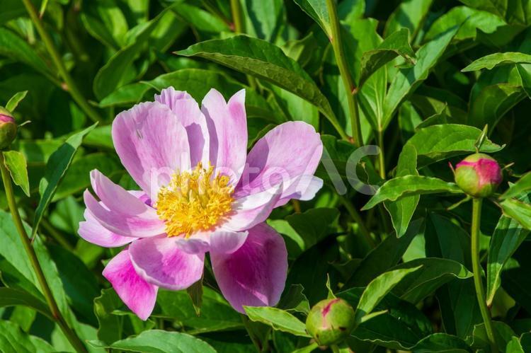 孤独のシャクヤク 芍薬,花,ピンクの写真素材