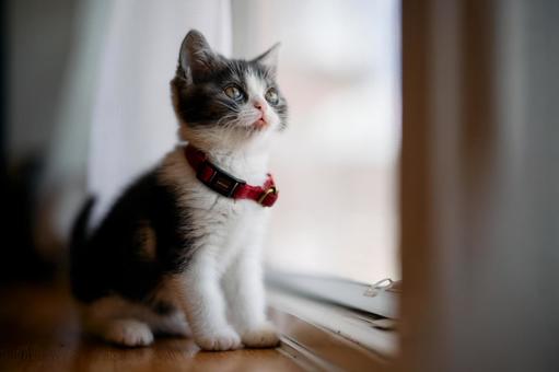 窓辺の子猫の写真