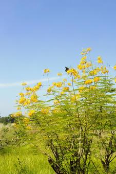 オウコチョウ　ルンビニ　4 オウコチョウ,ポインシアナ,花の写真素材