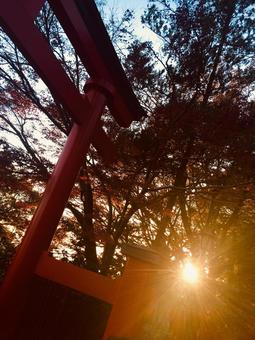 夕日と鳥居 夕日と鳥居の写真