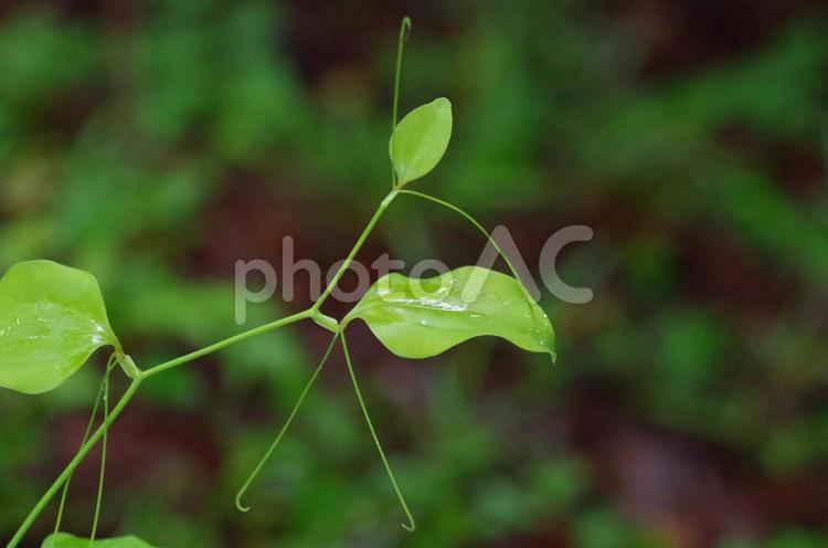 森で見かけた面白い形 形,おもしろい,植物の写真素材