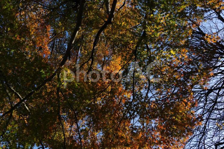 大宮第二公園の紅葉 紅葉,秋,初冬の写真素材