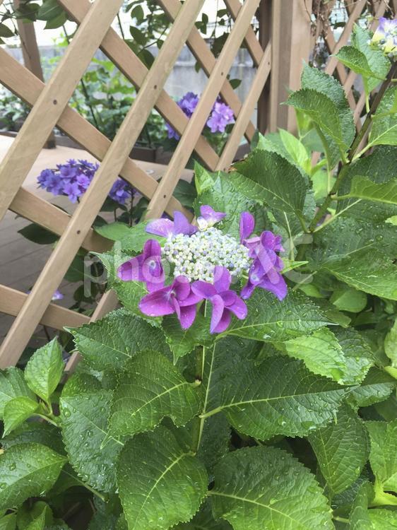 ガクアジサイ 紫陽花,ガクアジサイ,庭の写真素材