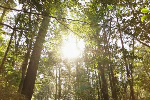 Sunshine filtering through the trees, JPG