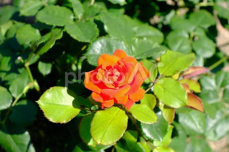レッドローズ バラ,薔薇,ローズの写真素材