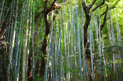 雑木林と竹林が交錯する場所 雑木林と竹林が交錯する場所 竹林,雑木林,緑色の写真素材