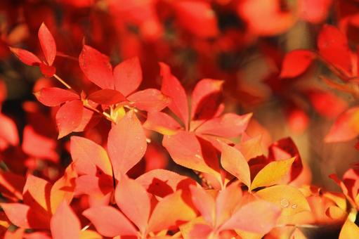 ドウダンツツジの真っ赤な紅葉 ドウダンツツジの真っ赤な紅葉 ドウダンツツジ,紅葉,赤色の写真素材