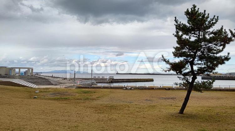 青い海公園５ 海,曇り空,木の写真素材