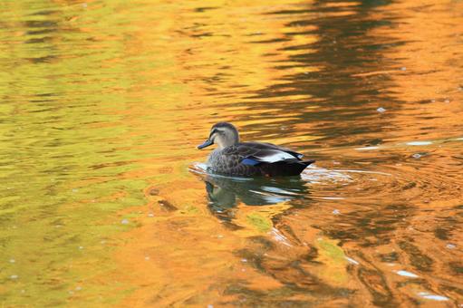 金色に輝く水面を 金色に輝く水面を カモ,秋,秋素材の写真素材