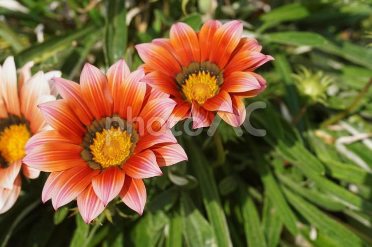 オレンジ色の花 花,オレンジ色の花,背景の写真素材