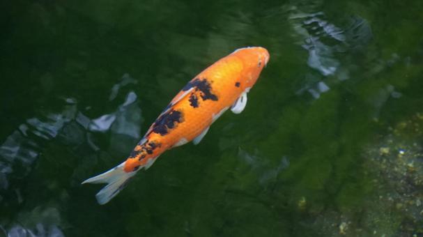 湧水の中の錦鯉 錦鯉,湧水,池の写真素材