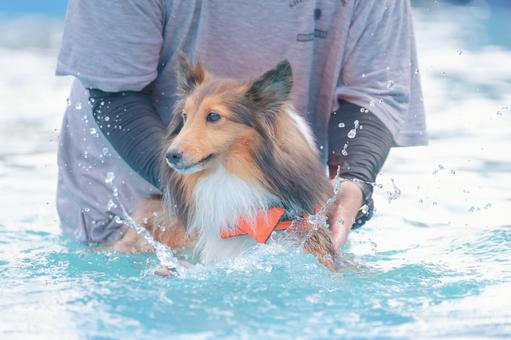 シェルティ 犬,シェルティ,プールの写真素材